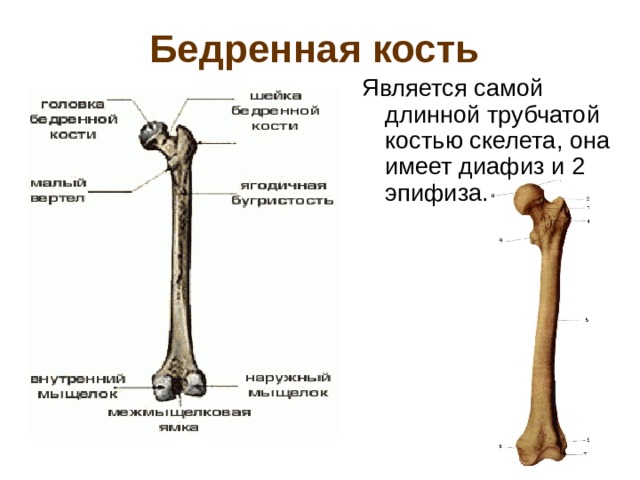 Бедренная кость  Является самой длинной трубчатой костью скелета, она имеет диафиз и 2 эпифиза.