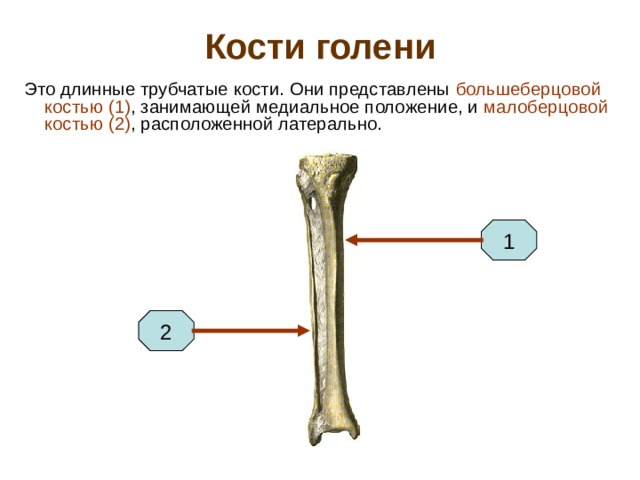 Тело длинной трубчатой кости. Медиальная кость голени. Берцовая кость трубчатая. Длинные трубчатые кости человека. Скелет свободной нижней конечности бедренная кость.