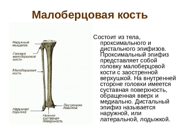 Малоберцовая кость  Состоит из тела, проксимального и дистального эпифизов. Проксимальный эпифиз представляет собой головку малоберцовой кости с заостренной верхушкой. На внутренней стороне головки имеется суставная поверхность, обращенная вверх и медиально. Дистальный эпифиз называется наружной, или латеральной, лодыжкой.