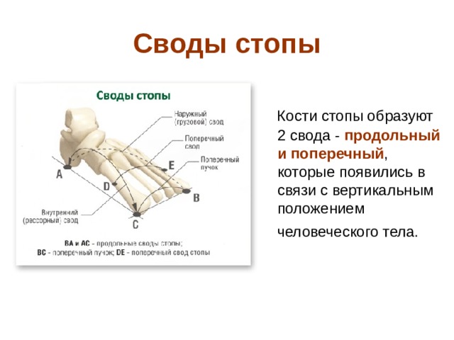 Своды стопы  Кости стопы образуют 2 свода - продольный и поперечный , которые появились в связи с вертикальным положением человеческого тела.