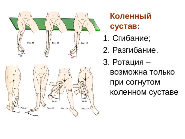 Коленный сустав: 1. Сгибание; 2. Разгибание. 3. Ротация – возможна только при согнутом коленном суставе