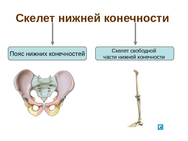 Скелет нижней конечности  Пояс нижних конечностей Скелет свободной части нижней конечности