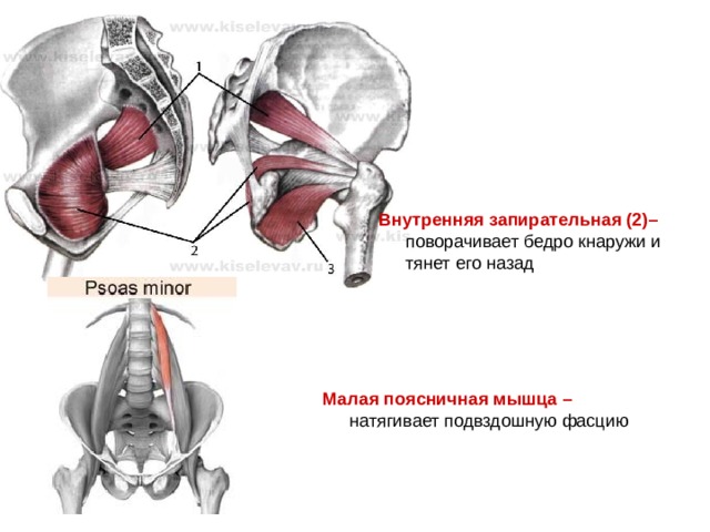 Внутренняя запирательная (2)– поворачивает бедро кнаружи и тянет его назад Малая поясничная мышца – натягивает подвздошную фасцию
