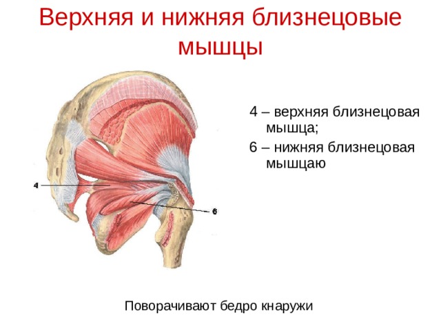 Верхняя и нижняя близнецовые мышцы 4 – верхняя близнецовая мышца; 6 – нижняя близнецовая мышцаю Поворачивают бедро кнаружи
