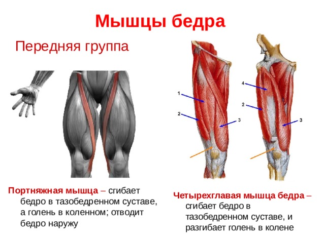 Мышцы бедра  Передняя группа Портняжная мышца – сгибает бедро в тазобедренном суставе, а голень в коленном; отводит бедро наружу Четырехглавая мышца бедра – сгибает бедро в тазобедренном суставе, и разгибает голень в колене