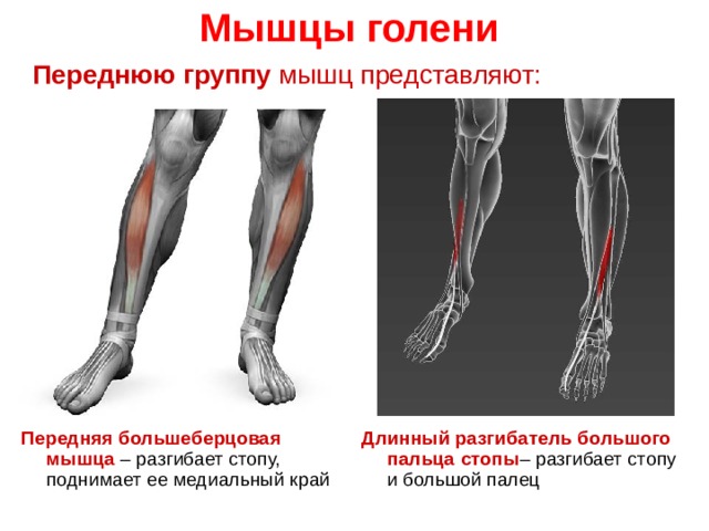 Мышцы голени  Переднюю группу мышц представляют:  Передняя большеберцовая мышца – разгибает стопу, поднимает ее медиальный край Длинный разгибатель большого пальца стопы – разгибает стопу и большой палец
