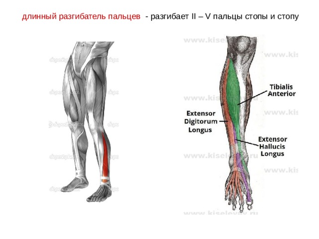 длинный разгибатель пальцев - разгибает II – V пальцы стопы и стопу