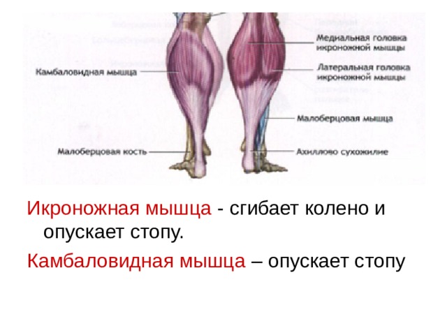 Икроножная мышца - сгибает колено и опускает стопу. Камбаловидная мышца – опускает стопу