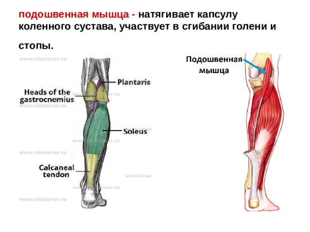 подошвенная мышца - натягивает капсулу коленного сустава, участвует в сгибании голени и стопы.