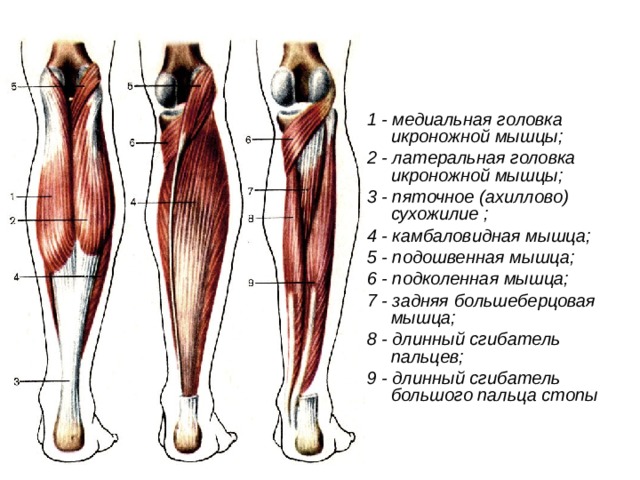 1 - медиальная головка икроножной мышцы; 2 - латеральная головка икроножной мышцы; 3 - пяточное (ахиллово) сухожилие ; 4 - камбаловидная мышца; 5 - подошвенная мышца; 6 - подколенная мышца; 7 - задняя большеберцовая мышца; 8 - длинный сгибатель пальцев; 9 - длинный сгибатель большого пальца стопы
