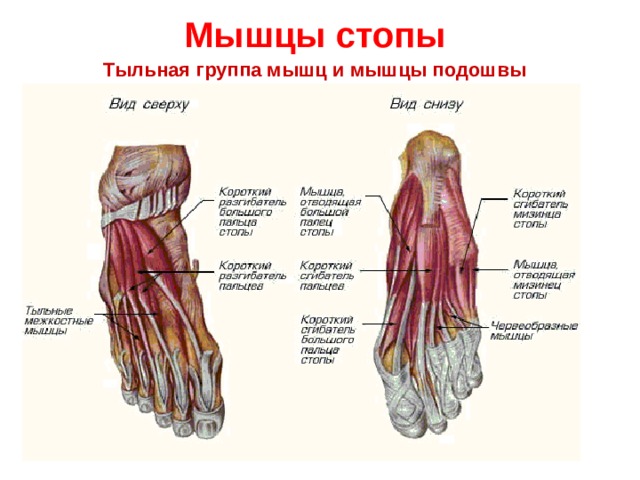 Мышцы стопы  Тыльная группа мышц и мышцы подошвы