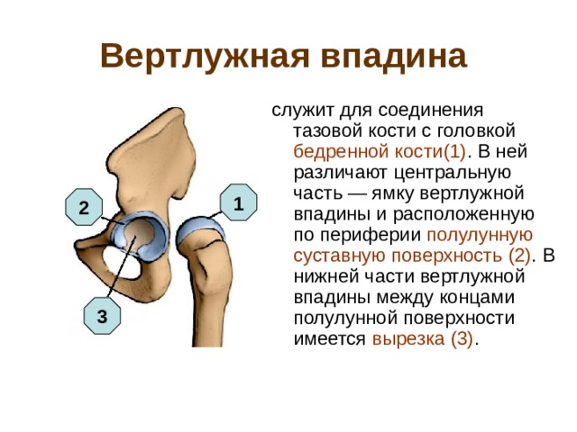 Вертлужная впадина  служит для соединения тазовой кости с головкой бедренной кости(1) . В ней различают центральную часть — ямку вертлужной впадины и расположенную по периферии полулунную суставную поверхность (2) . В нижней части вертлужной впадины между концами полулунной поверхности имеется вырезка (3) . 1 2 3