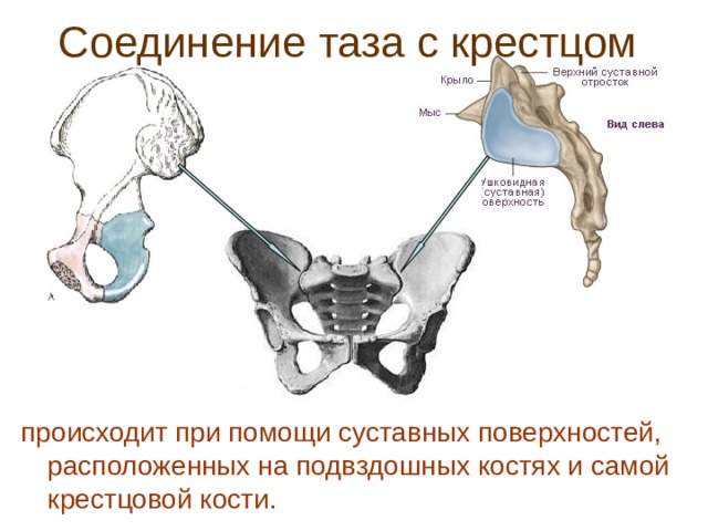 Соединение таза с крестцом  происходит при помощи суставных поверхностей,  расположенных на подвздошных костях и самой крестцовой кости.