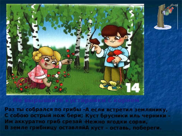 Не вырывайте кустарники с корнем Раз ты собрался по грибы – С собою острый нож бери; Им аккуратно гриб срезай – В земле грибницу оставляй. А если встретил землянику, Куст брусники иль черники – Нежно ягодки сорви, А куст – оставь, побереги.