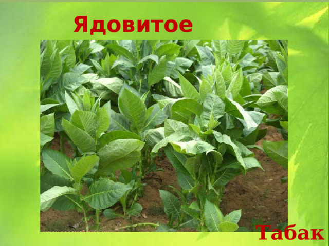 Ядовитое растение Табак