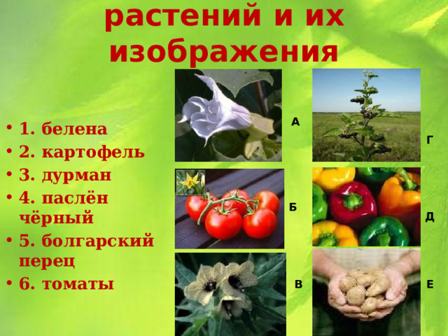 Соотнесите названия растений и их изображения А 1. белена 2. картофель 3. дурман 4. паслён чёрный 5. болгарский перец 6. томаты Г Б Д В Е