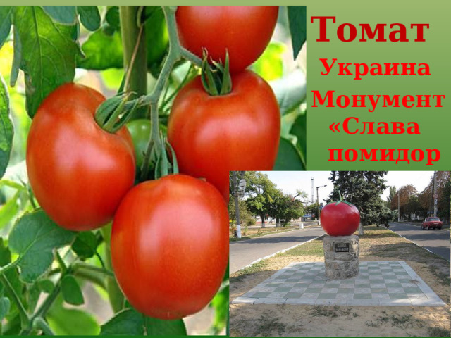 Томат  Украина Монумент «Слава помидору»