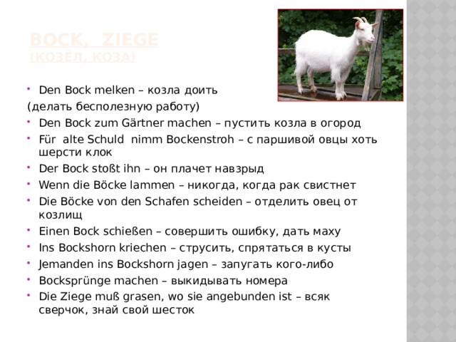 ВOCK, ZIEGE  (козёл, коза)   Den Bock melken – козла доить (делать бесполезную работу)
