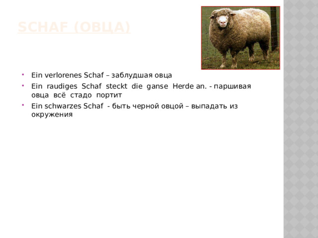 SCHAF (овца)