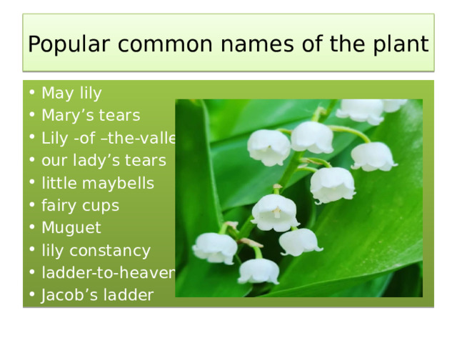 Popular common names of the plant