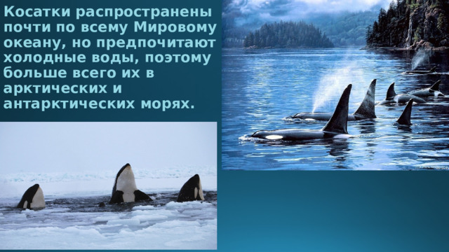 Косатки распространены почти по всему Мировому океану, но предпочитают холодные воды, поэтому больше всего их в арктических и антарктических морях.