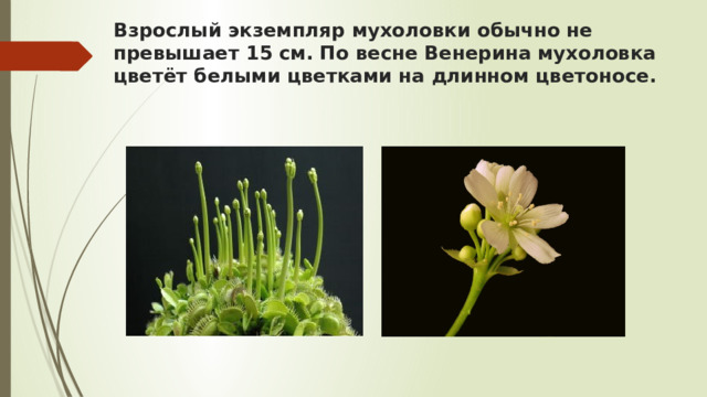 Взрослый экземпляр мухоловки обычно не превышает 15 см. По весне Венерина мухоловка цветёт белыми цветками на длинном цветоносе.