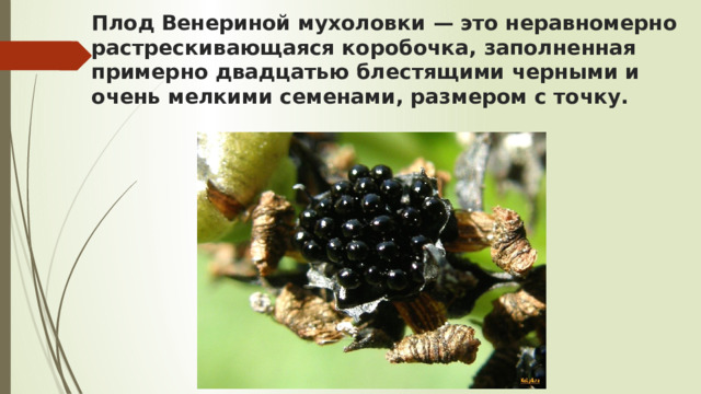 Плод Венериной мухоловки — это неравномерно растрескивающаяся коробочка, заполненная примерно двадцатью блестящими черными и очень мелкими семенами, размером с точку.