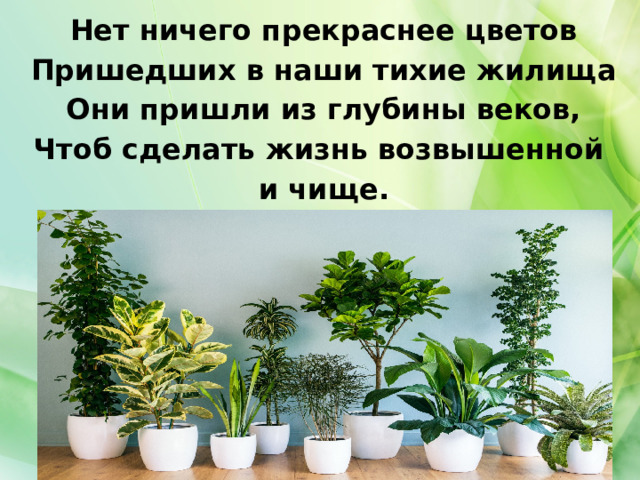 Нет ничего прекраснее цветов Пришедших в наши тихие жилища Они пришли из глубины веков, Чтоб сделать жизнь возвышенной и чище.