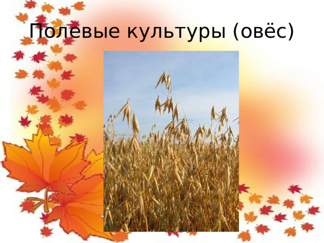 Полевые культуры (овёс)