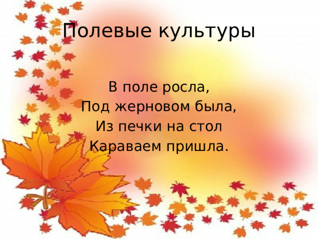 Полевые культуры В поле росла, Под жерновом была, Из печки на стол Караваем пришла.