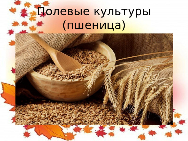 Полевые культуры (пшеница)