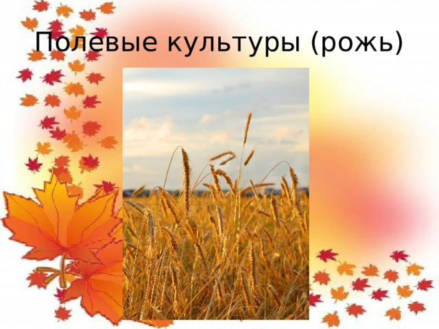 Полевые культуры (рожь)