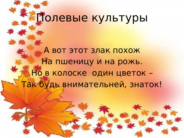 Полевые культуры А вот этот злак похож На пшеницу и на рожь. Но в колоске один цветок – Так будь внимательней, знаток!