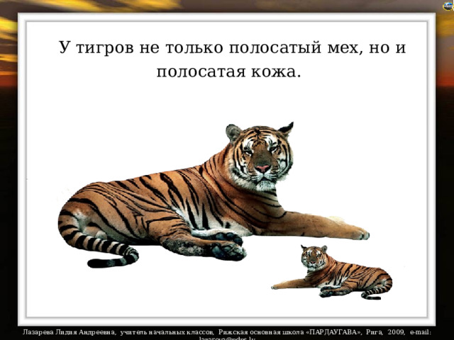 У тигров не только полосатый мех, но и полосатая кожа.