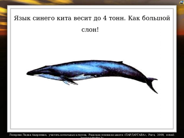 Язык синего кита весит до 4 тонн. Как большой слон!
