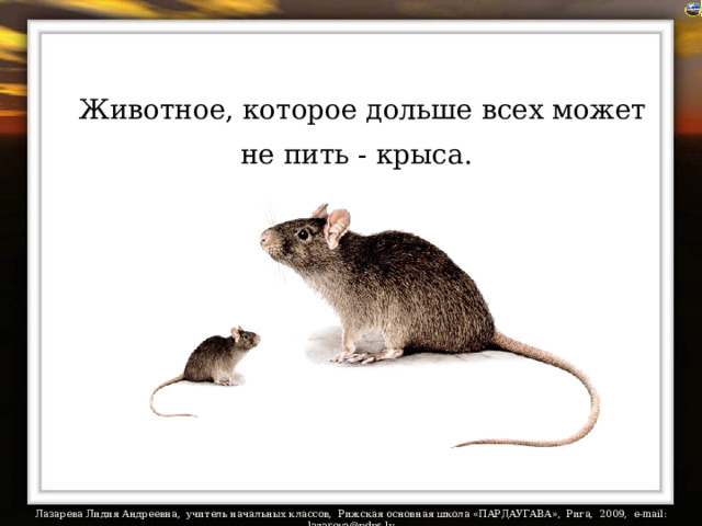 Животное, которое дольше всех может не пить - крыса.