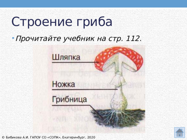 Строение гриба Прочитайте учебник на стр. 112 . © Бибикова А.И. ГАПОУ СО «СОПК», Екатеринбург, 2020