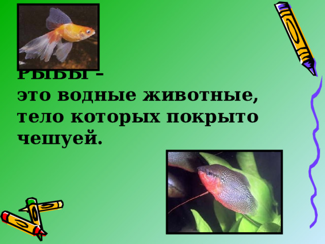 РЫБЫ –  это водные животные, тело которых покрыто чешуей.