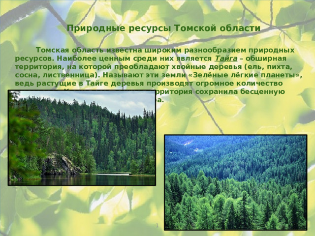 Природные ресурсы Томской области Томская область известна широким разнообразием природных ресурсов. Наиболее ценным среди них является Тайга – обширная территория, на которой преобладают хвойные деревья (ель, пихта, сосна, лиственница). Называют эти земли «Зелёные лёгкие планеты», ведь растущие в Тайге деревья производят огромное количество кислорода. Кроме того, данная территория сохранила бесценную культуру коренных народов Севера. 1