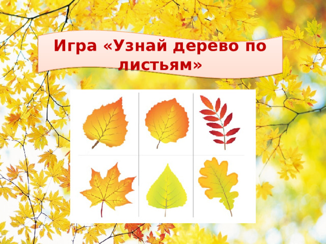 Игра «Узнай дерево по листьям»