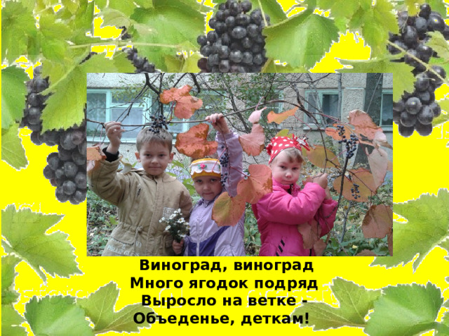 Виноград, виноград  Много ягодок подряд  Выросло на ветке -  Объеденье, деткам!