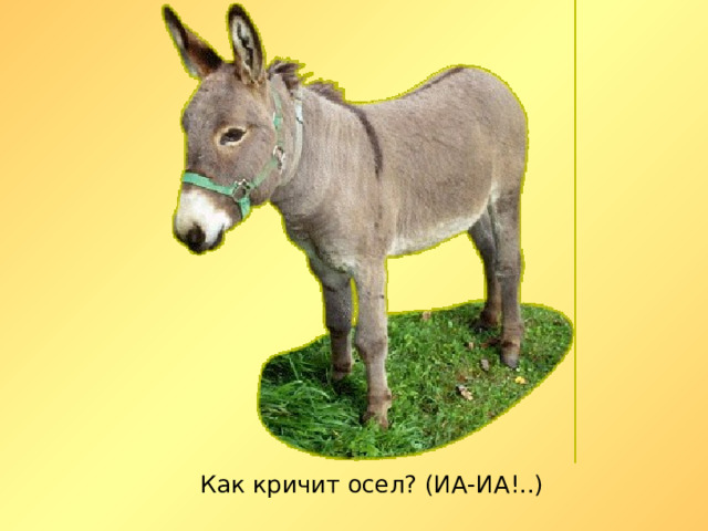 Как кричит осел? (ИА-ИА!..)