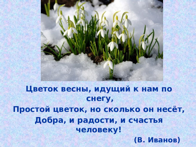 Цветок весны, идущий к нам по снегу, Простой цветок, но сколько он несёт, Добра, и радости, и счастья человеку!  (В. Иванов)