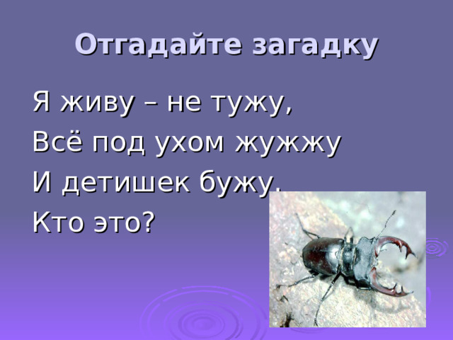 Отгадайте загадку Я живу – не тужу, Всё под ухом жужжу И детишек бужу. Кто это?