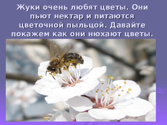 Жуки очень любят цветы. Они пьют нектар и питаются цветочной пыльцой. Давайте покажем как они нюхают цветы.