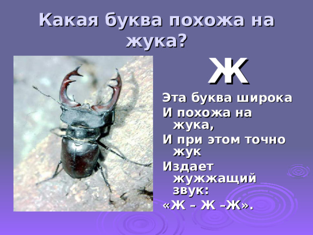 Какая буква похожа на жука? Ж Эта буква широка И похожа на жука, И при этом точно жук Издает жужжащий звук: «Ж – Ж –Ж».