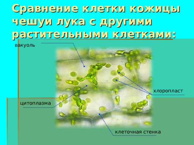 Сравнение клетки кожицы чешуи лука с другими растительными клетками: вакуоль хлоропласт цитоплазма клеточная стенка