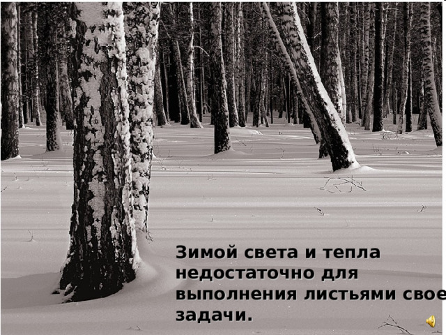 Зимой света и тепла недостаточно для выполнения листьями своей задачи.