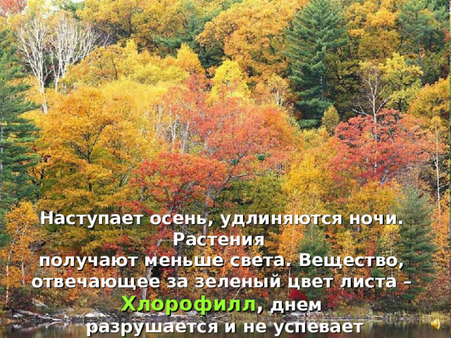 Наступает осень, удлиняются ночи. Растения получают меньше света. Вещество, отвечающее за зеленый цвет листа – Хлорофилл , днем  разрушается и не успевает восстановиться.  Зеленый цвет в листве убывает, заметным становится желтый.