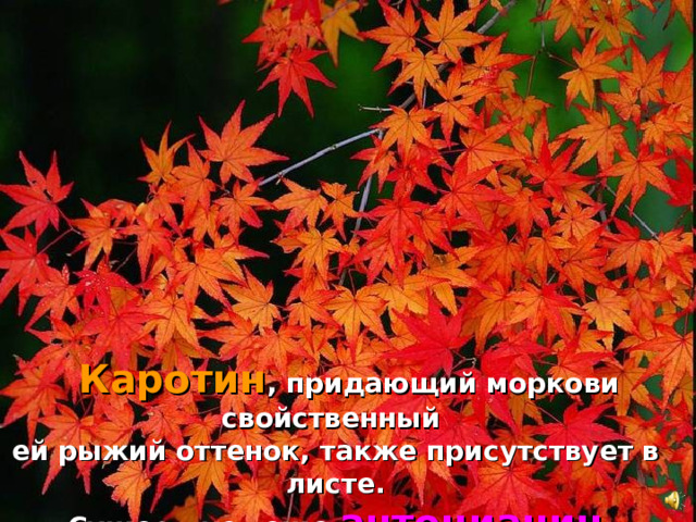 Каротин , придающий моркови свойственный ей рыжий оттенок, также присутствует в листе.  Существует еще антоцианин , придающий яркие красные оттенки.